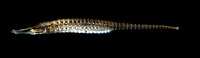 Choeroichthys brachysoma, Short-bodied pipefish: