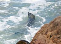 Image of: Arctocephalus australis (South American fur seal)