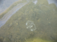 Craspedacusta sowerbyi - Freshwater Jellyfish