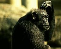 Image of: Pan troglodytes (chimpanzee)