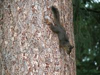 Image of: Tamiasciurus douglasii (Douglas's squirrel)