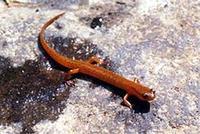 Image of: Eurycea junaluska (Junaluska salamander)