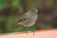 Phoenicurus phoenicurus - Redstart