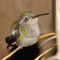 Image of: Archilochus alexandri (black-chinned hummingbird)