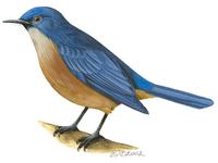 Image of: Cyornis caerulatus (large-billed blue-flycatcher)