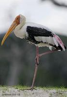 Image of: Mycteria leucocephala (painted stork)