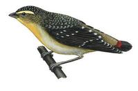 Image of: Pardalotus quadragintus (forty-spotted pardalote)