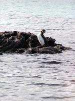 Image of: Spheniscus mendiculus (Galapagos penguin)