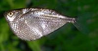 Image of: Gasteropelecus sternicla (common hatchetfish)