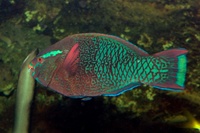 Scarus niger - Black Parrotfish