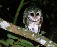 Lesser Sooty-Owl - Tyto multipunctata