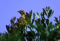 Yellow-throated Longclaw - Macronyx croceus