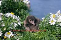 FT0172-00: Atlantic Puffin Chick amongst daisies outside its nest burrow. North Atlantic Islands