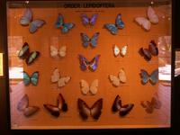 Morpho Butterfly Display