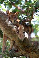 Tree climbing lion (Panthera leo)