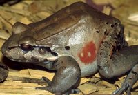 : Leptodactylus pentadactylus; Smoky Jungle Frog