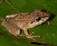 : Pristimantis lanthanites