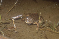 : Rana sierrae; Sierra Nevada Yellow-legged Frog