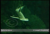 : Sphyrna tiburo; Bonnethead Shark
