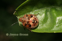 : Thyanta pallidovirens; Stink Bug