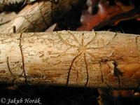 Pityogenes chalcographus - Spruce Wood Engraver