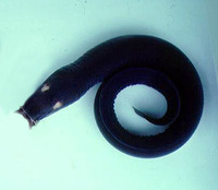 Eptatretus deani, Black hagfish: