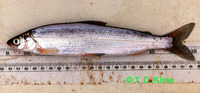 Coregonus sardinella, Sardine cisco: fisheries, gamefish