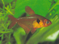 Hyphessobrycon sweglesi, Red phantom tetra: aquarium