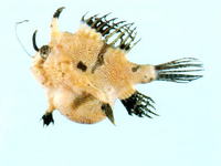 Tathicarpus butleri, Butler's frogfish: