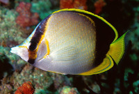 Chaetodon gardineri, Gardner's butterflyfish: aquarium