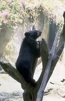 Image of: Helarctos malayanus (sun bear)