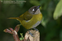 Chlorospingus ophthalmicus - Common Bush-Tanager