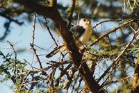 Image of: Polihierax semitorquatus (African pygmy falcon)