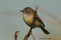 *NEW* White-crested Tyrannulet ('subcristata'?)