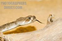 Photo of a Western Diamond Back Rattlesnake stock photo