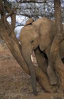 Young African elephant , Loxodonta africana africana , Samburu National Reserve , Kenya stock ph...