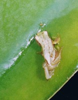 : Afrixalus brachycnemis; Short-legged Leaf-folding Frog