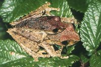 : Boophis reticulatus; Reticulated Treefrog