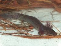 : Necturus sp.