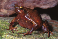 : Ophryophryne pachyproctus