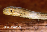 : Thamnodynastes pallidus; Snake