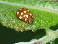 Calvia quatuordecimguttata - Cream Spotted Lady-beetle
