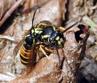 Vespula rufa - Red wasp
