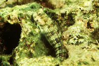 Blenniella gibbifrons, Hump-headed blenny: aquarium