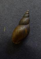 Stagnicola palustris - Marsh Pond Snail