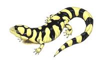 Image of: Ambystoma tigrinum (tiger salamander)