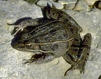 Image of: Rana blairi (plains leopard frog)