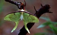 Image of: Actias luna (luna moth)