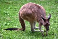 Macropus fuliginosus - Western Grey Kangaroo