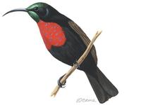 Image of: Chalcomitra senegalensis (scarlet-chested sunbird)